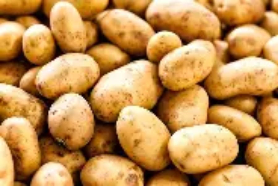 Fresh Potatoes - 100 kg - Bulk quantity view 2