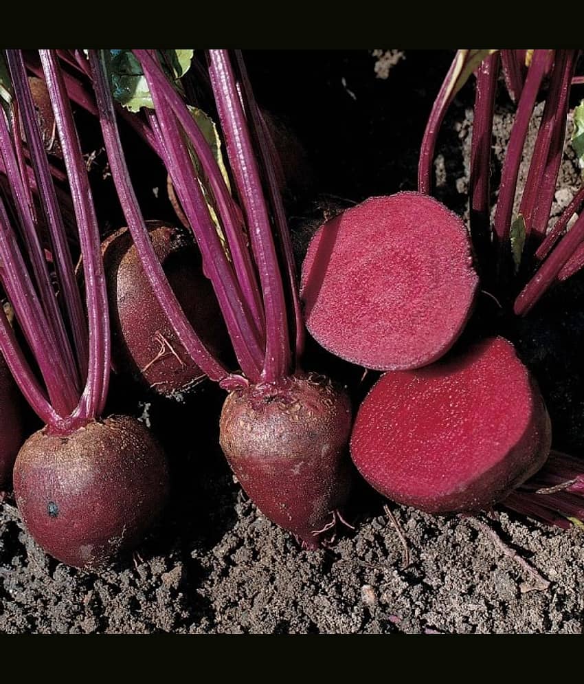 homeagro- Beet Root Vegetable Seeds (Pack of 30) view 2