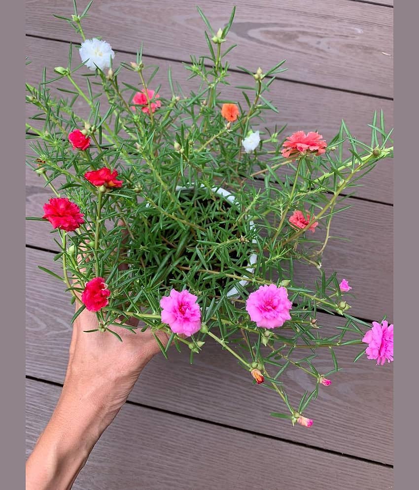 Portulaca Grandiflora Double Mix Flower Seeds - Pack of 30 Seeds view 2
