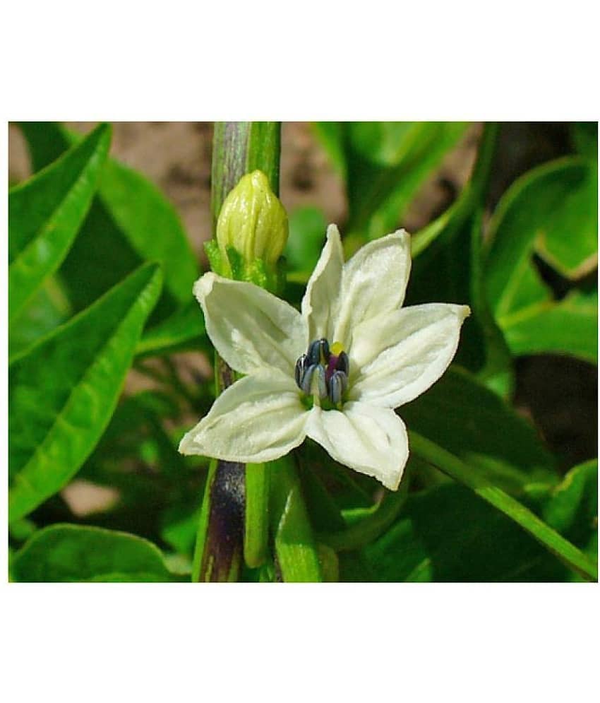 Sadabahar Chilli/Mirch Seeds - Pack of 50 view 2