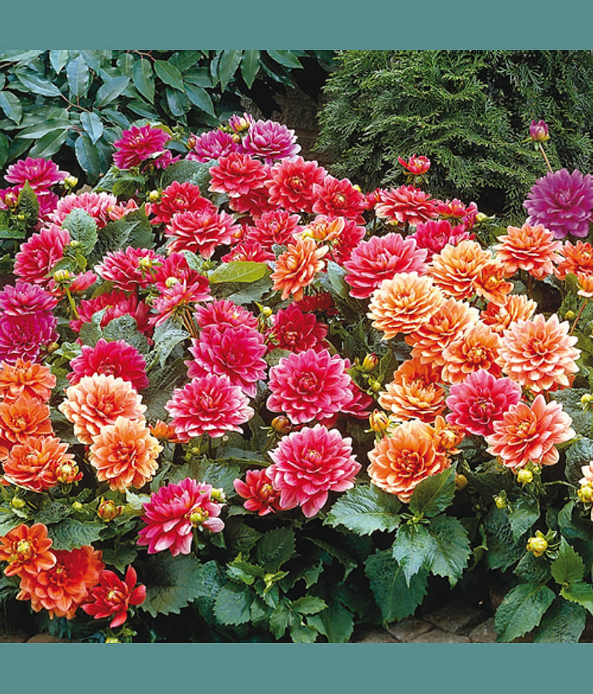 homeagro - Dahlia Mixed Flower ( 25 Seeds ) view 2
