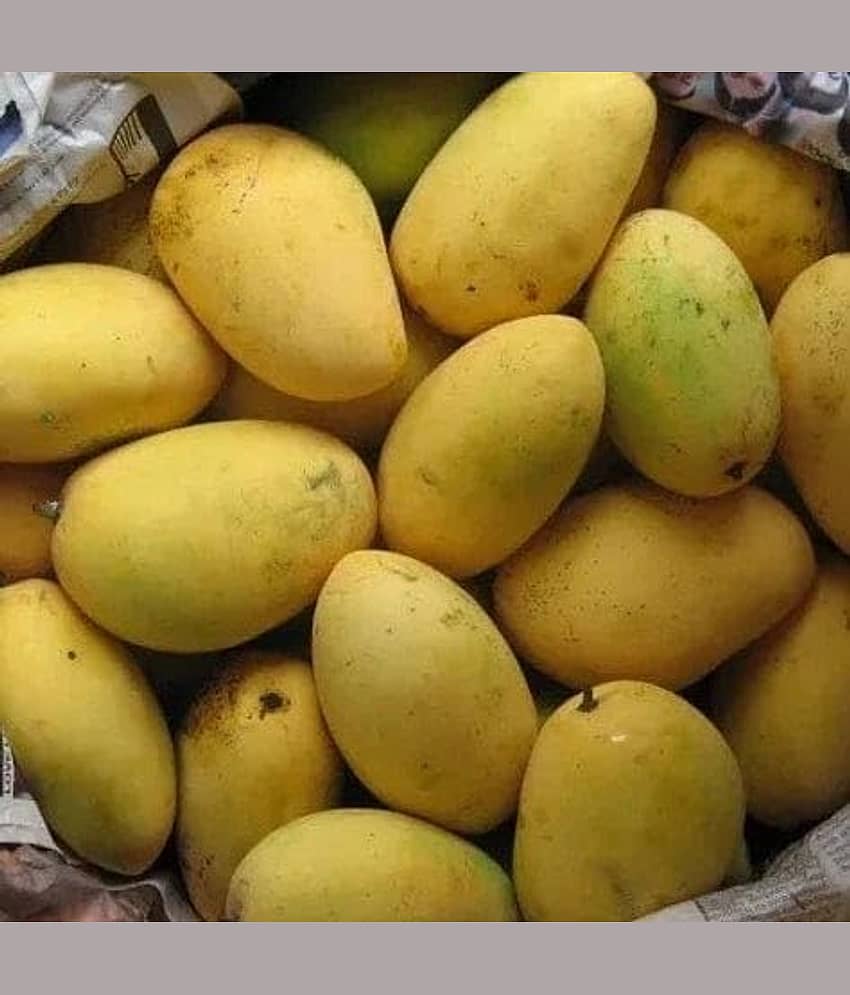 Cloud Farm Outdoor Mango Fruit Plant Pack of 1 view 2