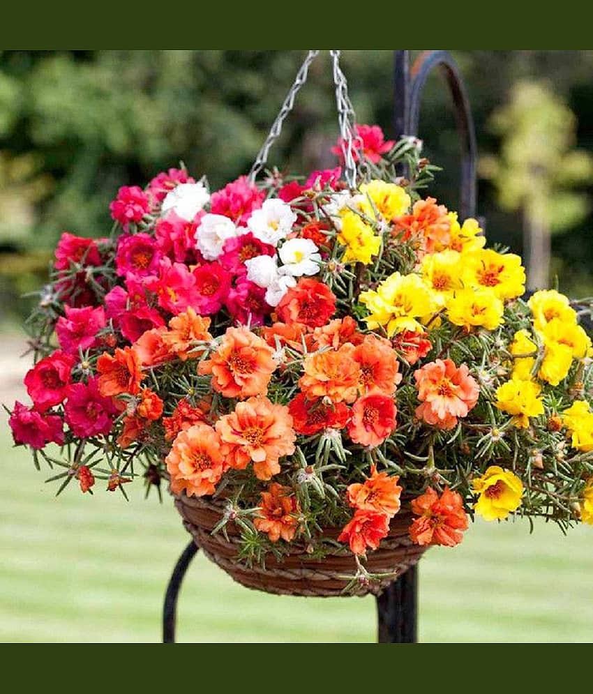 Portulaca Mixed Colour Garden Flower Seeds, Double Blooming Moss Rose (Portulaca flower seeds mix colour for home gardening pack of 30 pcs)