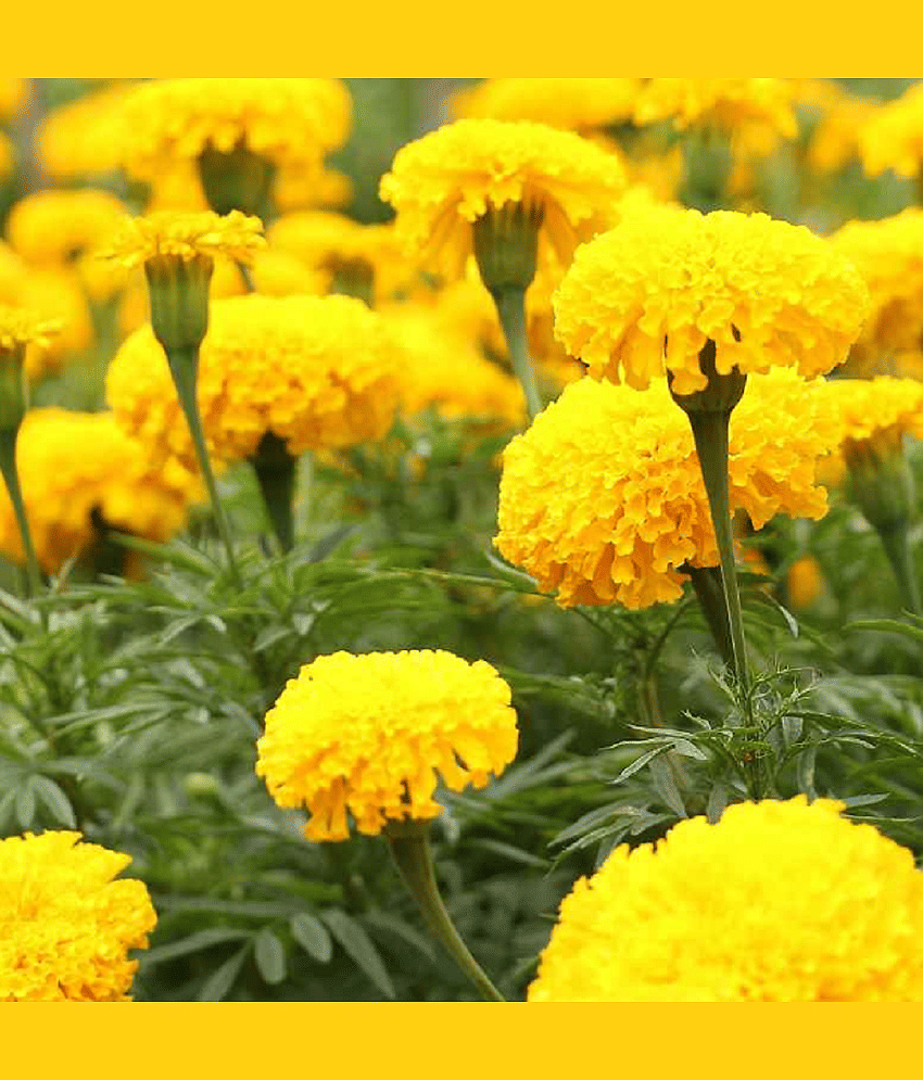 Marigold (Genda Phool) Yellow Color Flower Seeds Pack Of 50 | Indoor And Outdoor | for Planting in Home Kitchen Terrace Balcony Gardening view 2