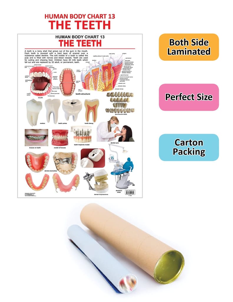 The Teeth Wall Chart (Human Body Chart) - Both Side Hard Laminated (Size 48 x 73 cm) [Poster] Dreamland Publications view 2