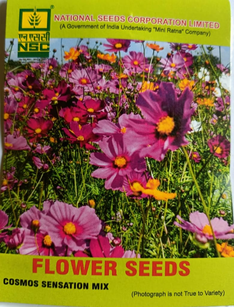 NSC Cosmos Sensation Mix Flower Seeds - Vibrant Garden Blooms view 2