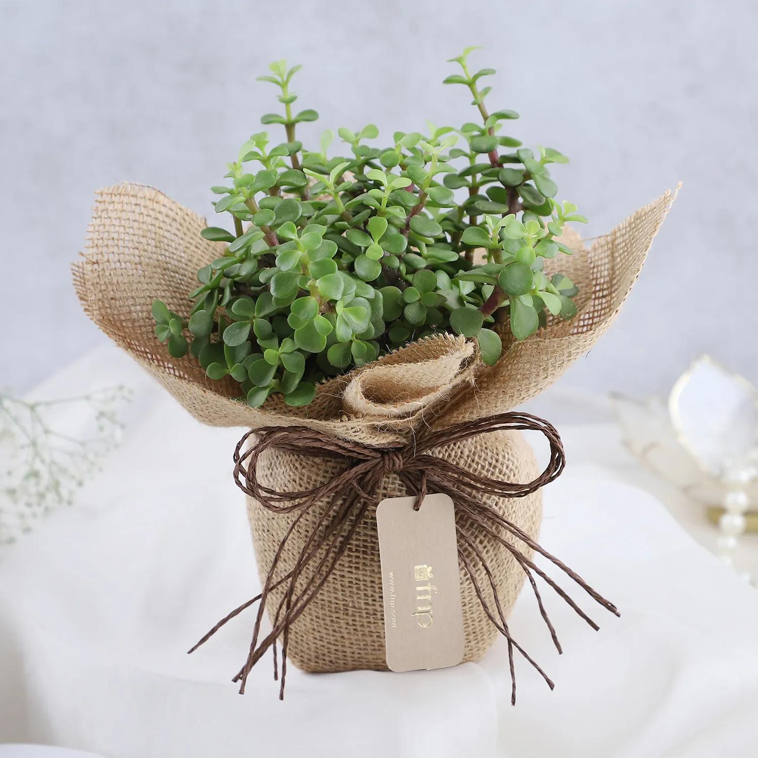 Forever Grateful To Mom Jade Plant Pot (Hand Delivery) view 2
