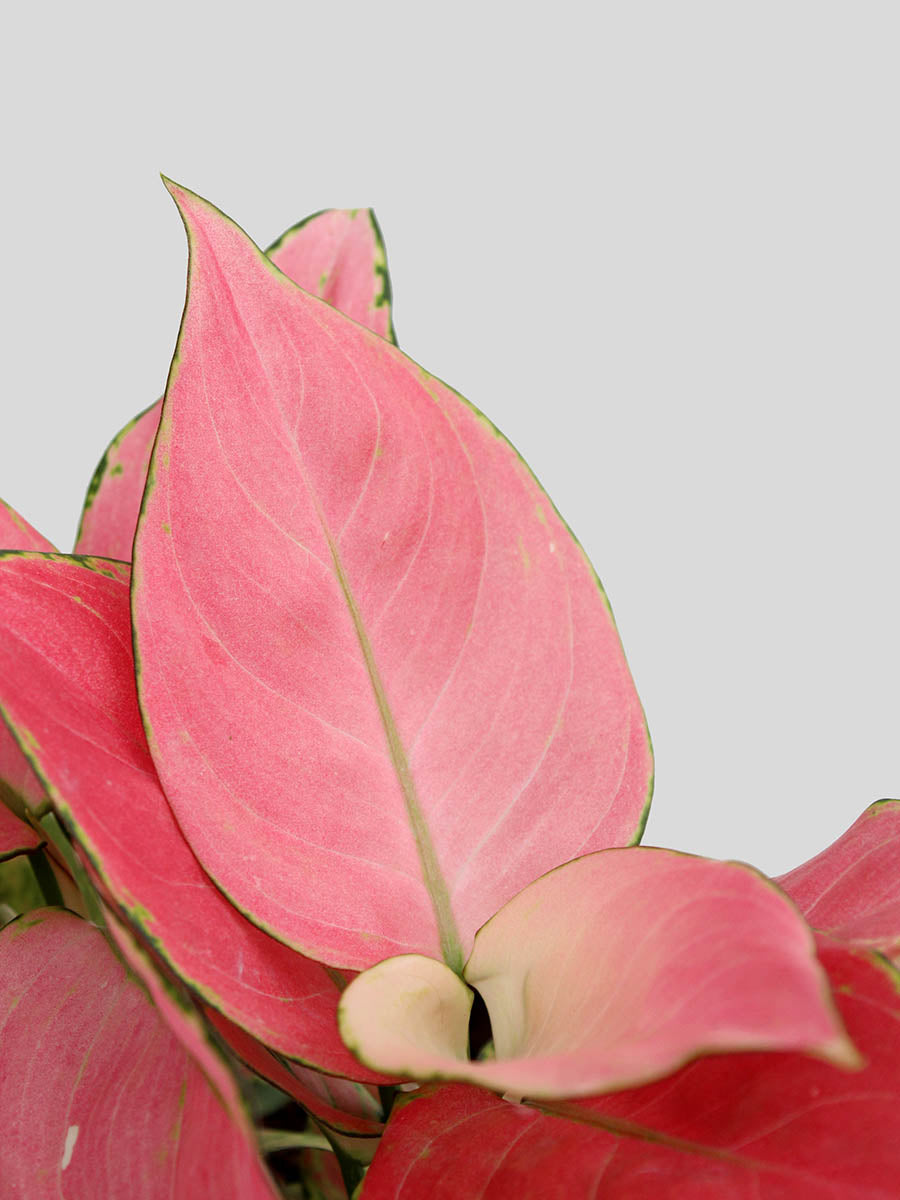 Rosy Pink Duo view 2