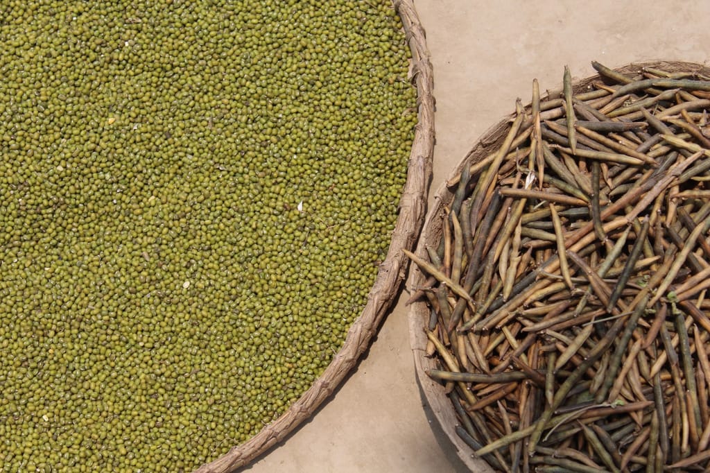 GREEN GRAM (MOONG) view 2