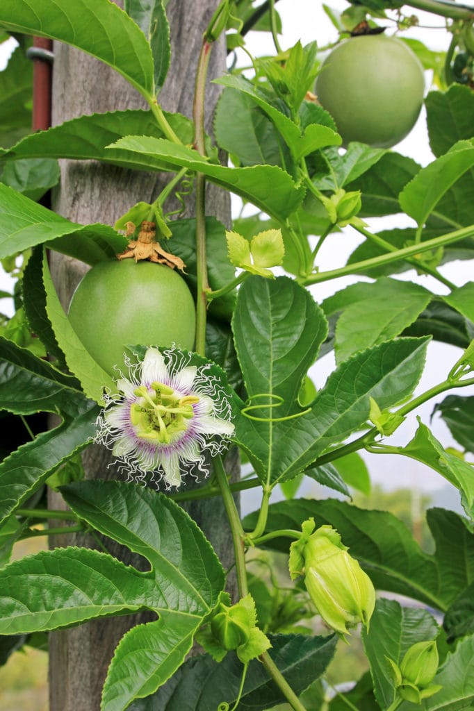 Passion Fruit Plant view 2