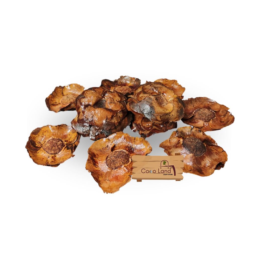 CocoLand Coconut Bunch Flower Pack of 12 Varnished /Dry Flower /Artificial Flower /Raw Flower