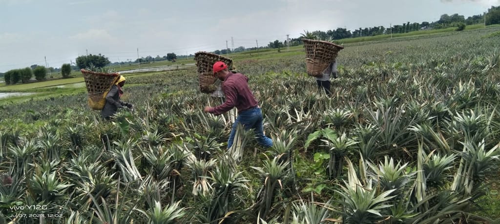 Pineapple 🍍 view 2