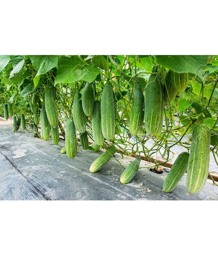 cucumber pack of 50 seeds view 2