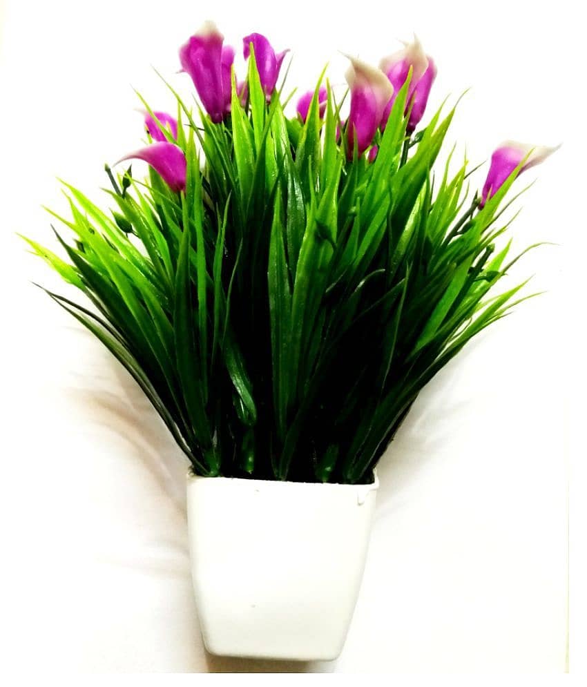 Green plant indoor Wild Flower Multicolour Flowers With Pot - Pack of 1 view 2
