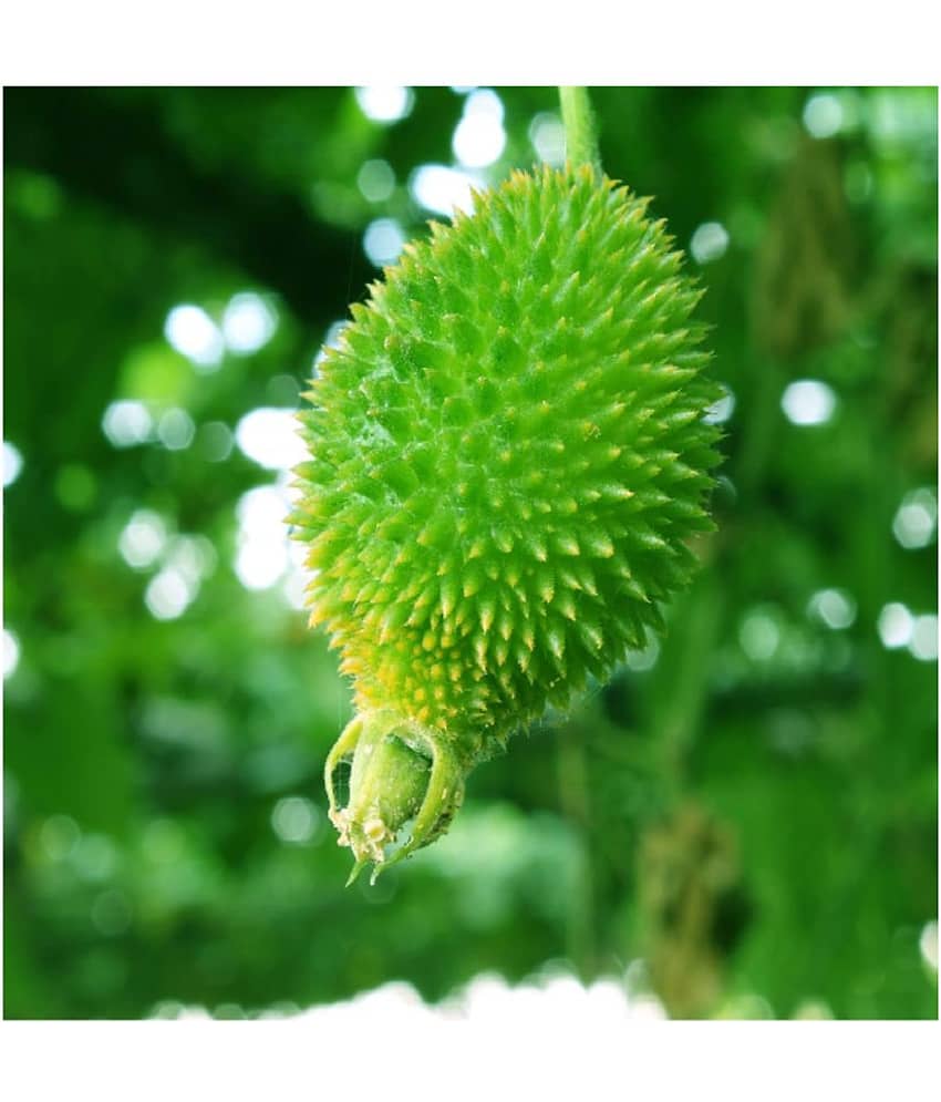 homeagro Kantola Vegetable ( 20 Seeds ) view 2