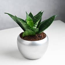 Snake Plant view 2
