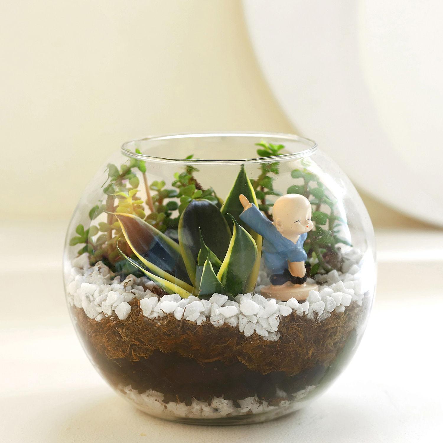 Jade N Milt Sansevieria Plant Glass Vase Terrarium view 2