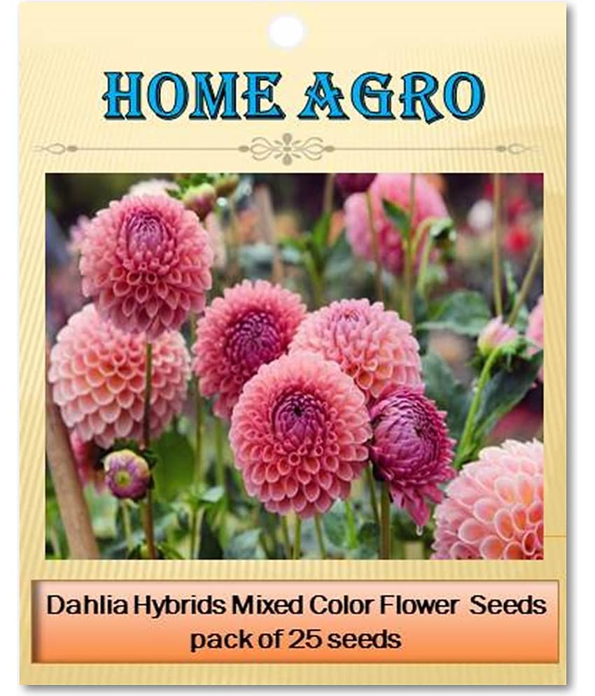 homeagro - Dahlia Mixed Flower ( 25 Seeds ) view 2