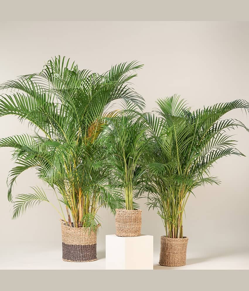 Areca Palm Seeds ( 5 seeds ) - Indoor & Outdoor Plant- Best Household Plant,Garden & Ornamental Plant Seeds view 2