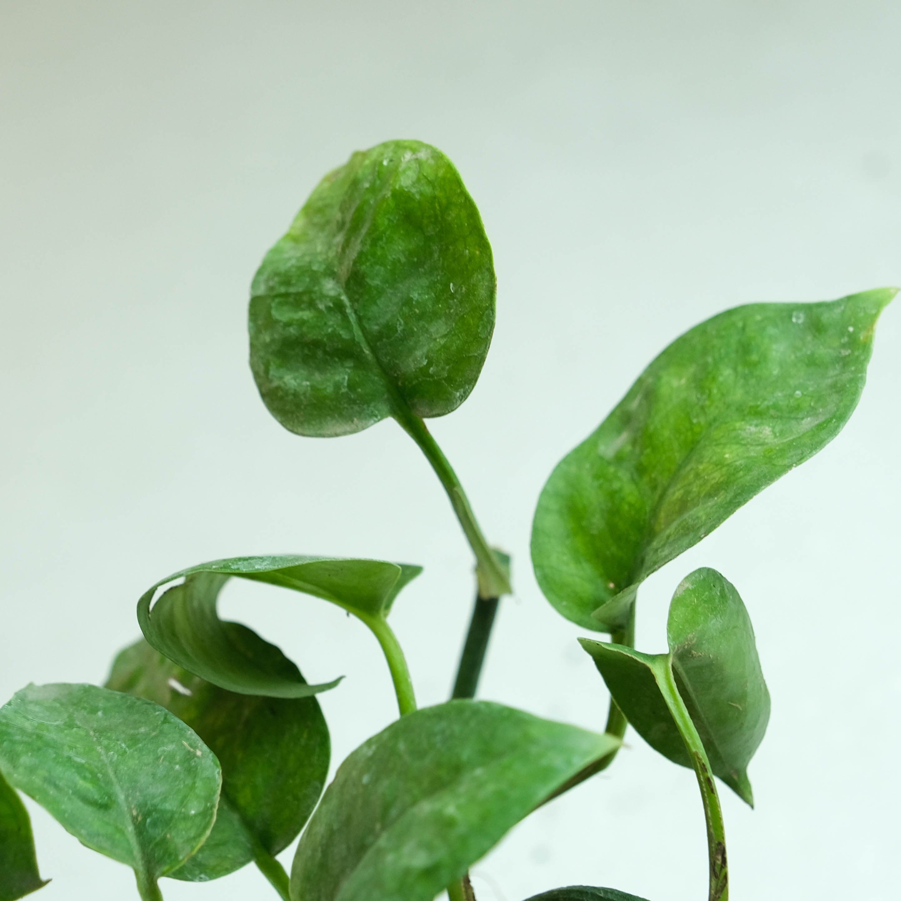 Rooted Money Plant - Green view 2