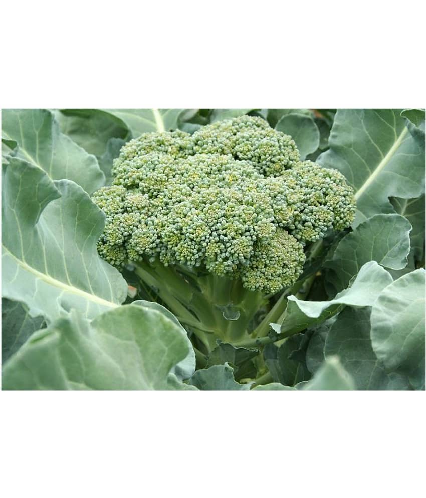 Broccoli f1 hybrid - 30 seeds view 2