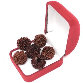 6 Mukhi Rudraksha (6 Mukhi Rudraksha ) view 2