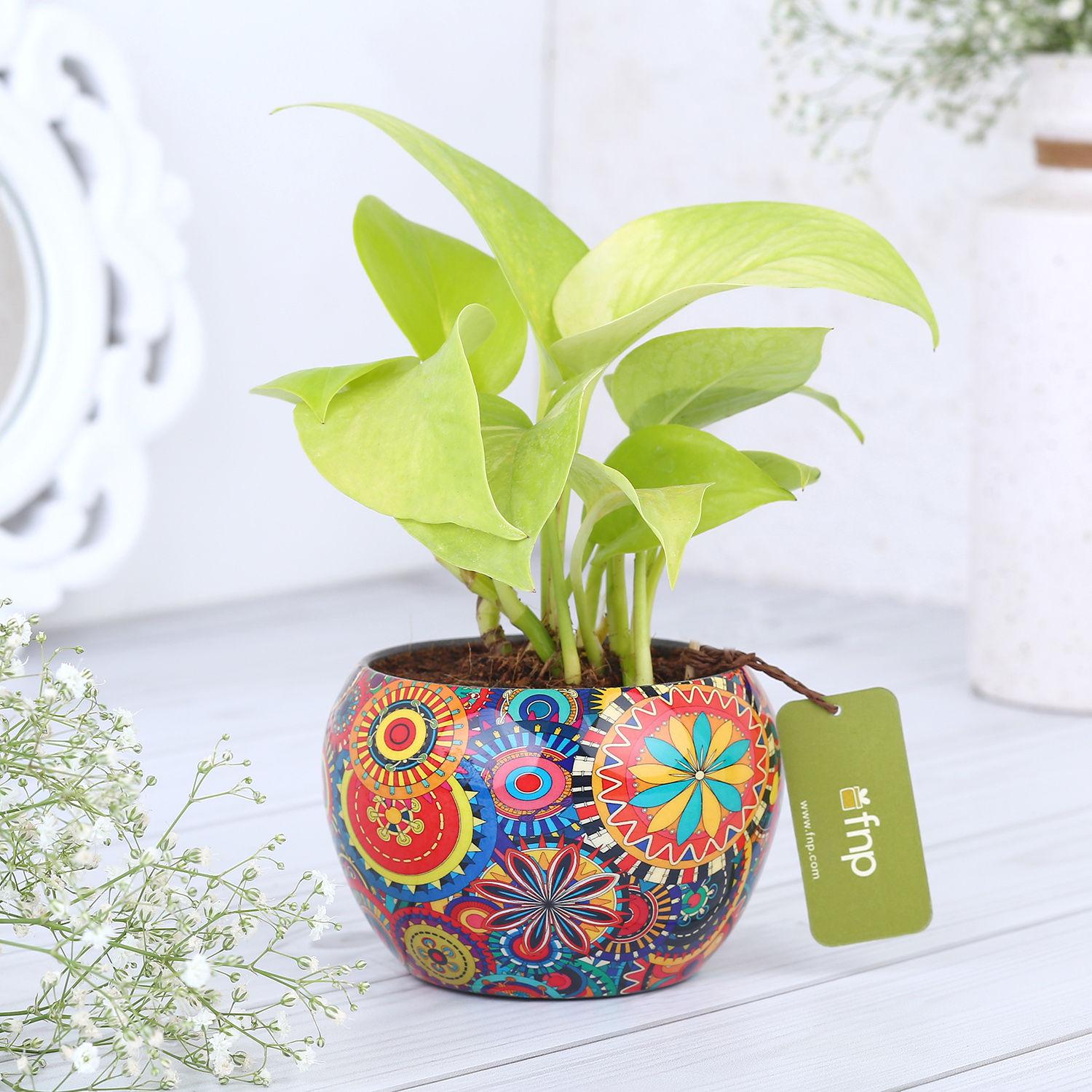 Money Plant In Colourfull Rajwada Printed Pot (Hand Delivery) view 2