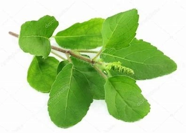 Tulsi Bundle - Tulsi Guchha - Tulsi Guchha 1 Bunch