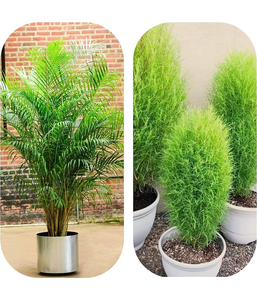 DECORPLIX Areca palm Plant 2 Varieties ( 100 Seeds )
