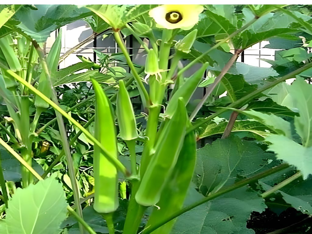 Agro Seeds Ladys Finger (Bhindi) 25 + Seeds Vegetable Seeds for Home Garden, 0rganic & Hybrid, Perfect for Home Gardening, Planting For Pots and Patio view 2
