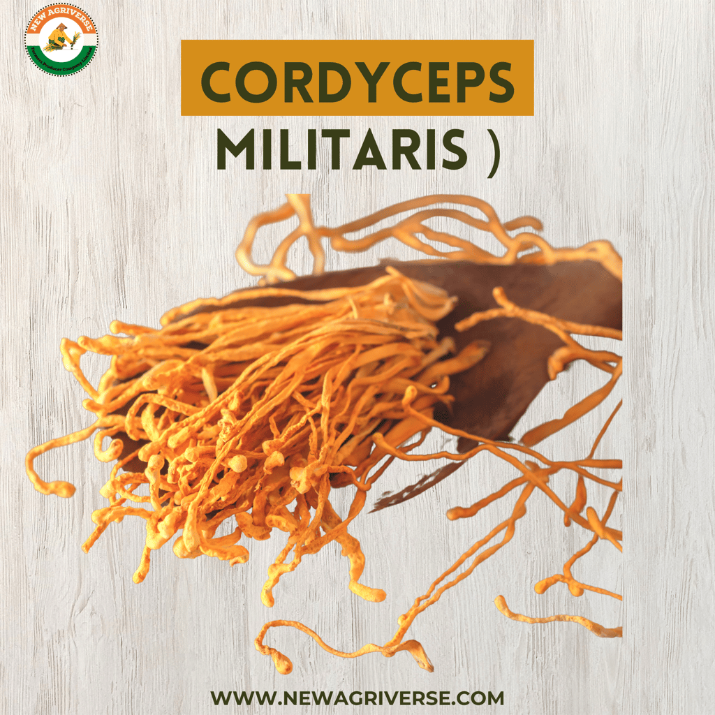 Cordyceps Militaris (Keedajadi) 30gm view 2