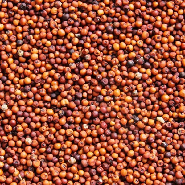 RAGI view 2