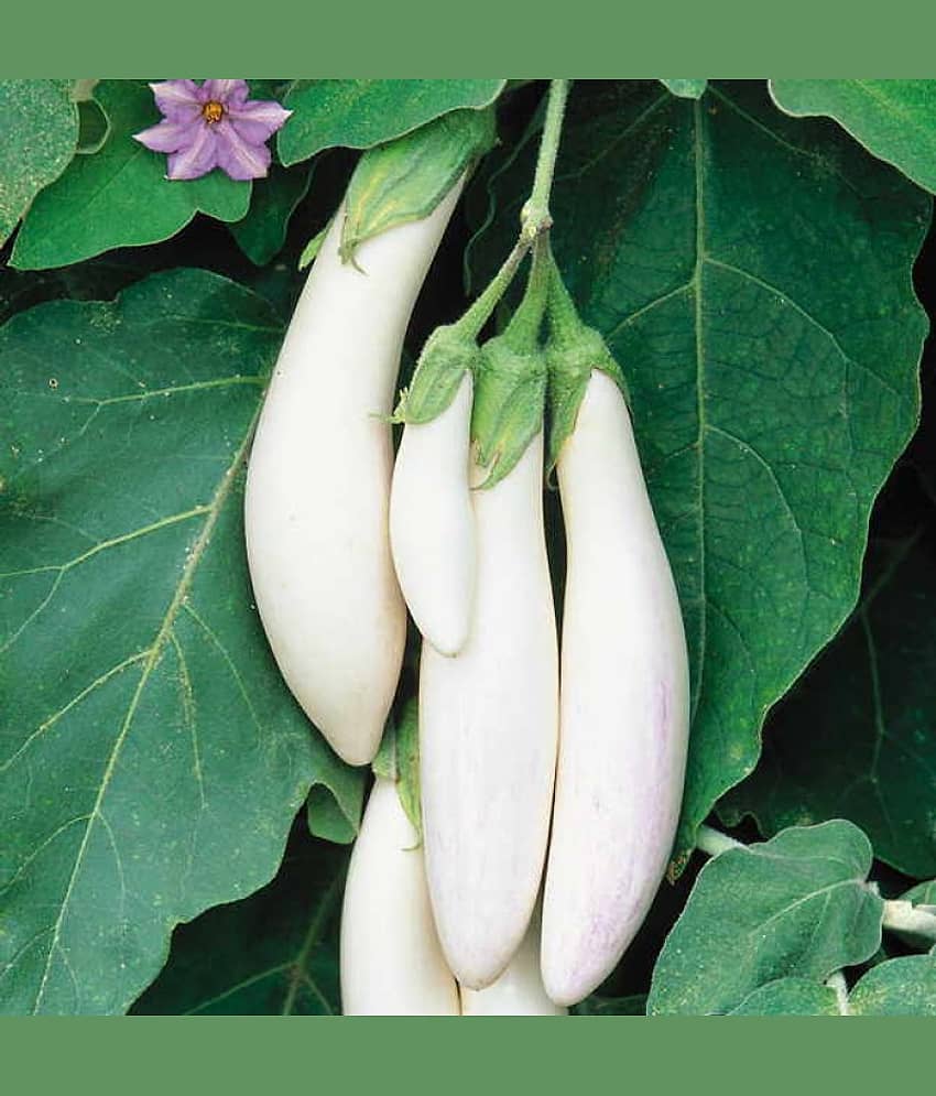 Jignisha Seeds Organic White Long Brinjal Vegetable ( 50 Seeds ) view 2
