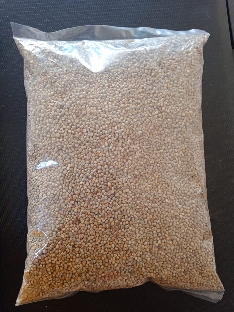 Pearl Millet -Cumbu view 2