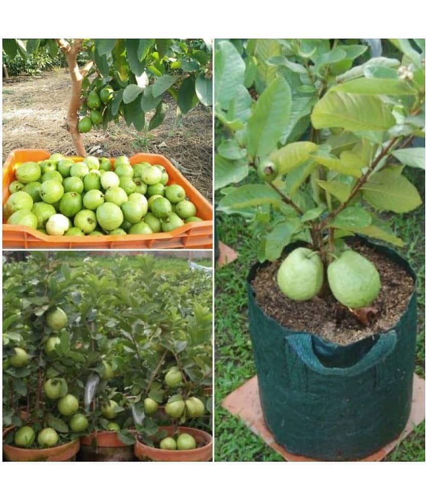 Golden Hills Farm Dwarf Sweet White Guava/Psidium guajava Fast Growing 100 seeds with cocopeat view 2