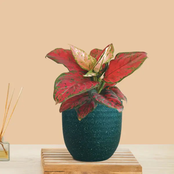 Aglaonema Red Beauty (Small) in Eco Pot view 2