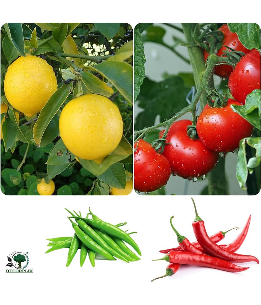 Lemon, Tomato,Red & Green chilli seeds 180