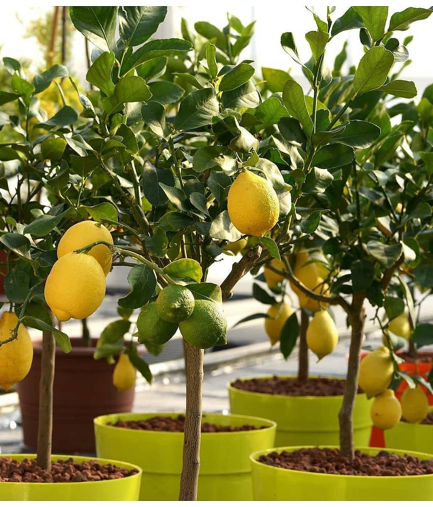 Lemon, Tomato,Red & Green chilli seeds 180 view 2
