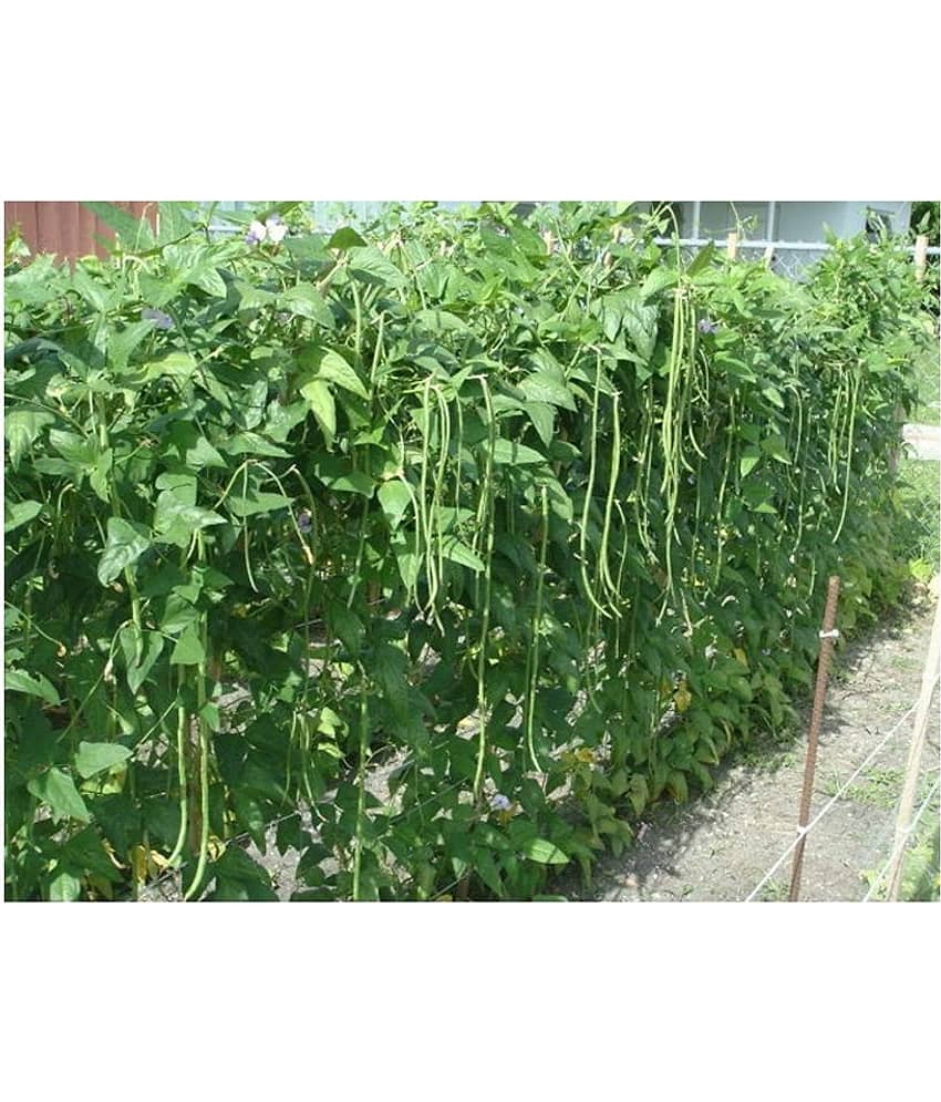 Lobia Hybrid Green Long Beans ( 25 Seeds ) - Lobia ka beej view 2