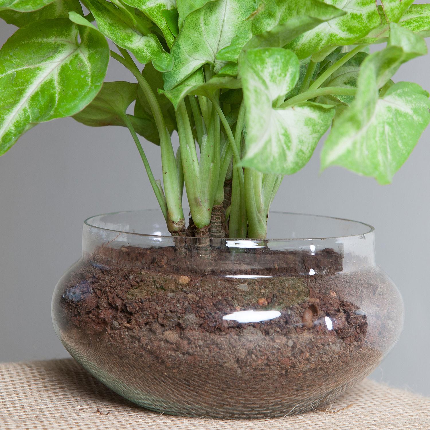 Classic Syngonium Golden Plant Terrarium view 2