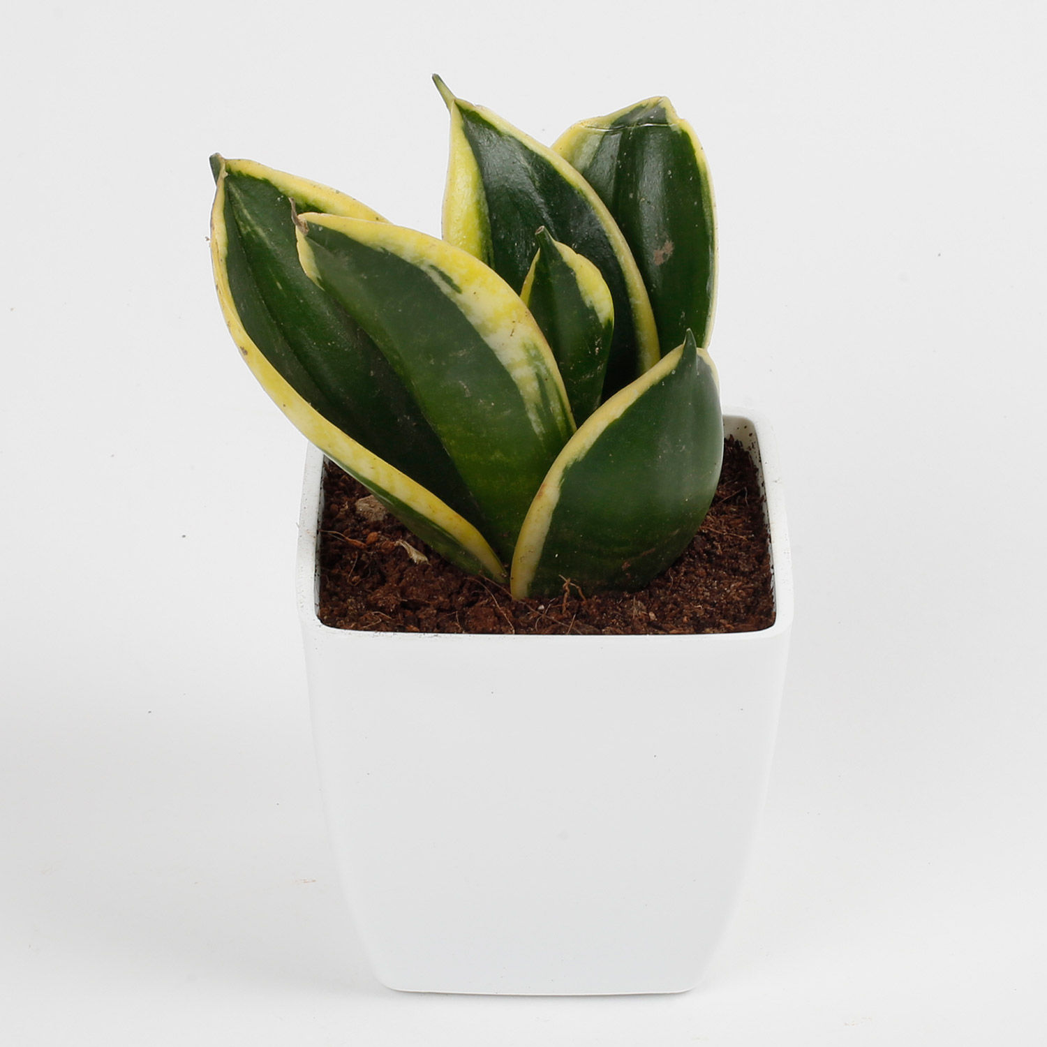 Milt Sansevieria Plant In Imported Plastic Pot view 2
