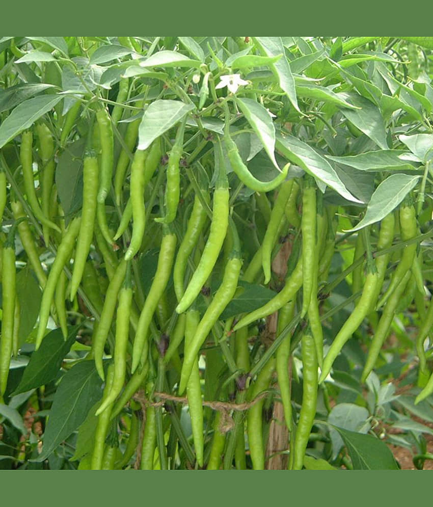 Chilli Jwala - Desi Vegetable 50 Seeds view 2