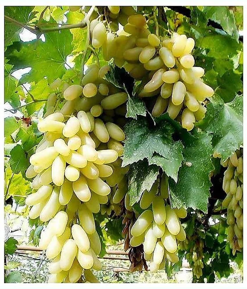 Cloud Farm Outdoor Fruit Plant ( Pack of 1 ) view 2