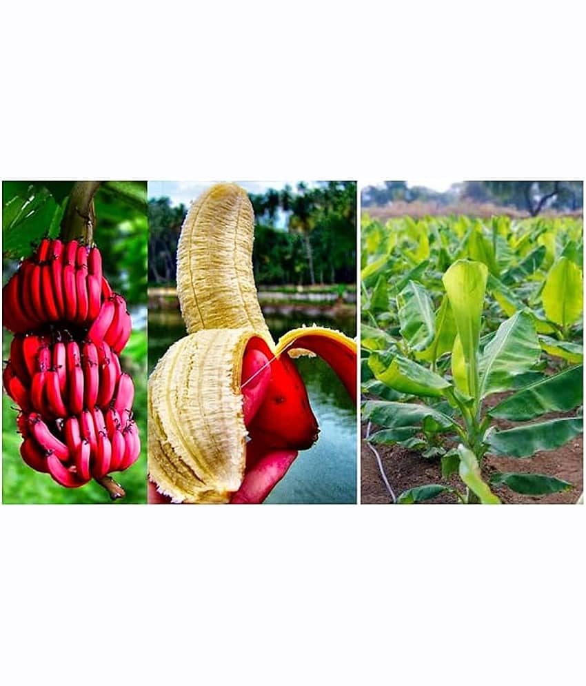 Cloud Farm Outdoor Fruit Plant ( Pack of 2 ) view 2