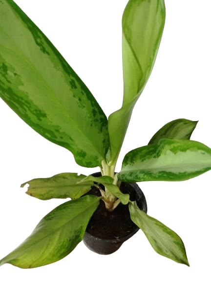 Aglaonema Plant with Black Round Pot Plant For indoor & outdoor view 2