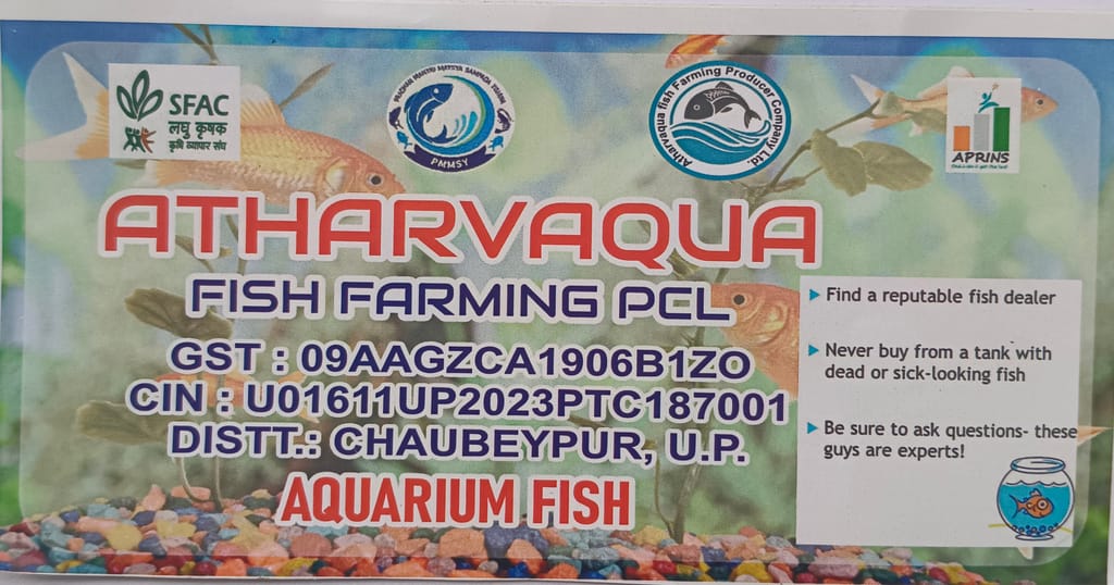 Goldfish (Coloured Aquarium Freshwater Fish)