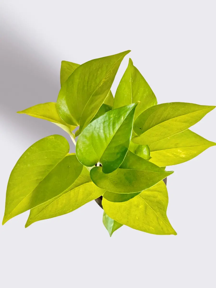 Gift for Brother Money Plant Golden (Small) in Eco Pot view 2