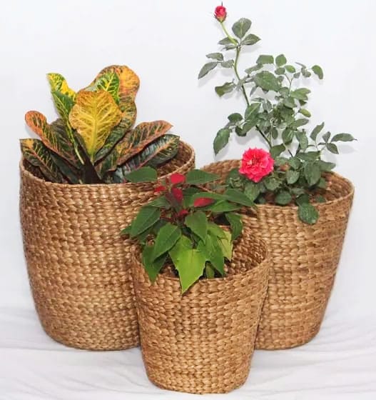 ASOMI PLANT BOWL