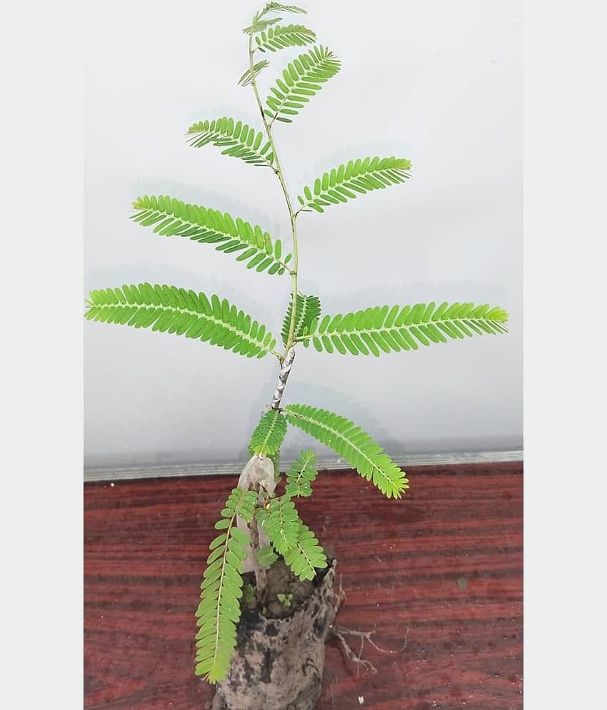 Cloud Farm Outdoor Fruit Plant ( Pack of 2 ) view 2