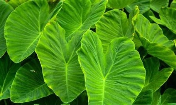 Patta Vadi Leaf ( vadichi paan / Arbi Ke Patte /Colocasia Leaves) - ( 1 Bunch -3 - 4 Leaf )